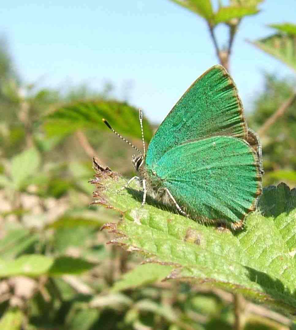 Callophrys rubi Callophrys rubi